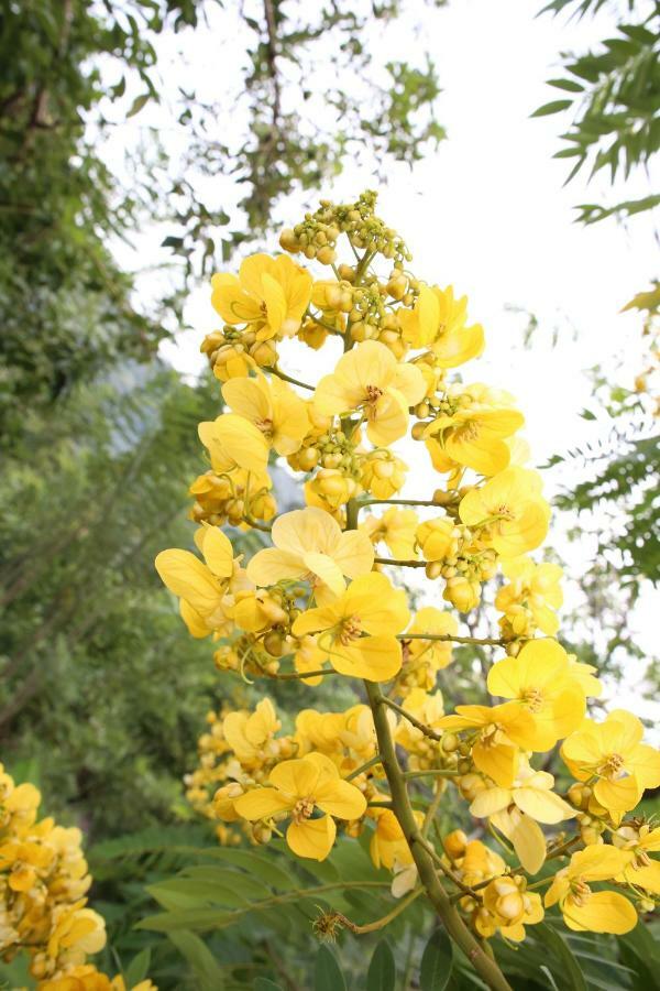 Ella Summer Lesser מראה חיצוני תמונה